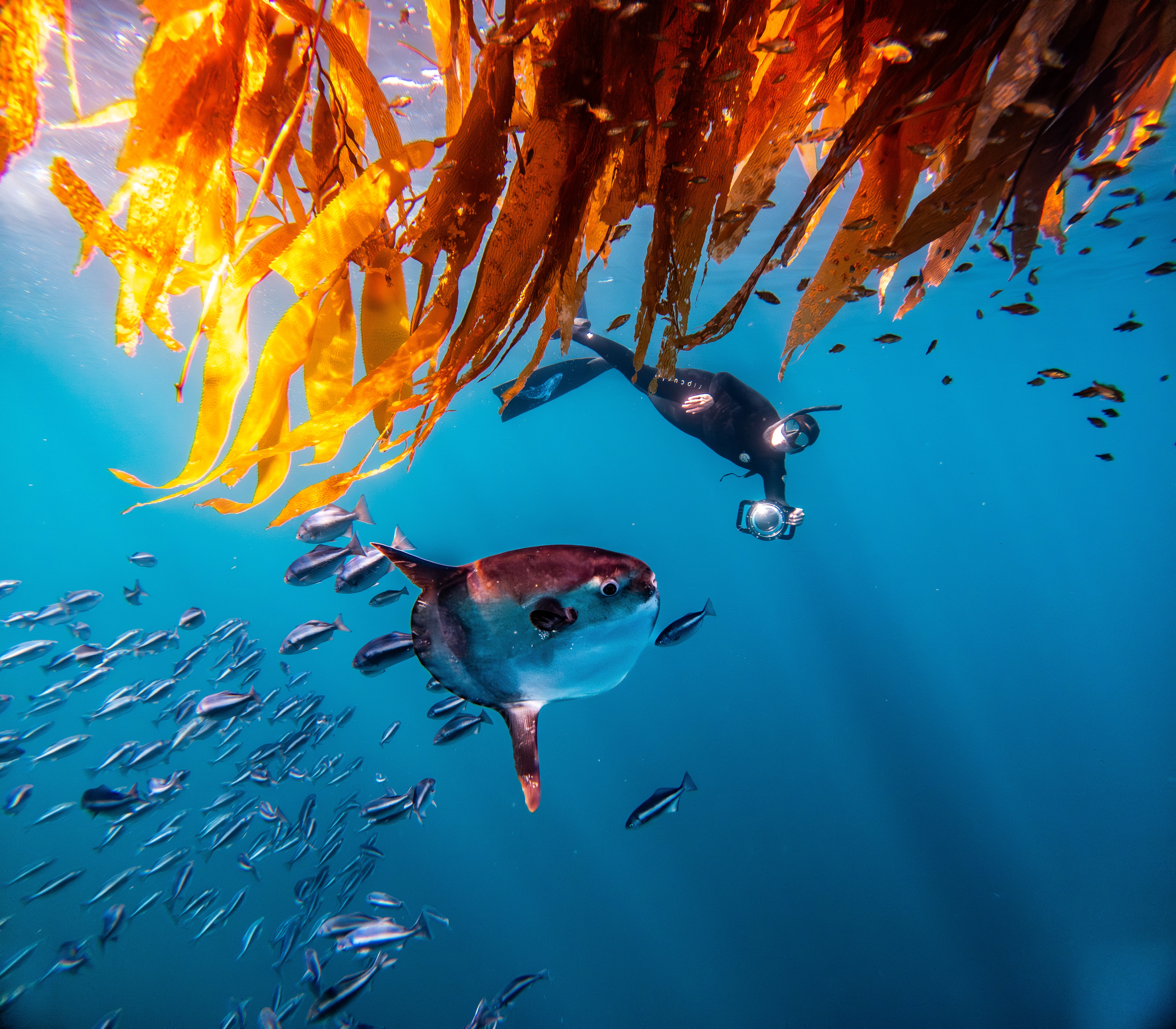 Underwater scene with two divers, fish, and seaweed, sunlight filtering through water, vibrant colors, and marine life.
