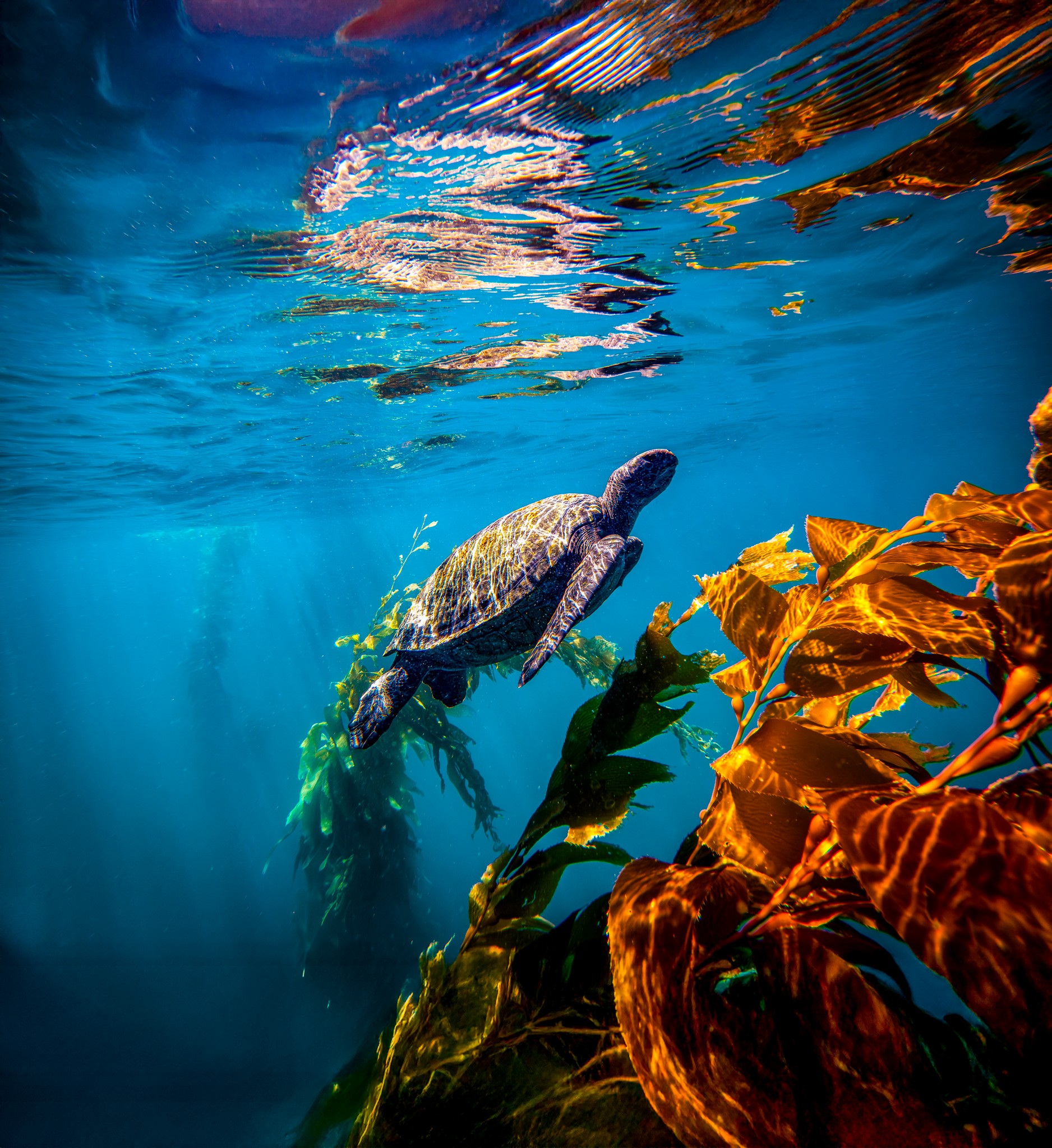 Underwater scene with a turtle swimming near seaweed and rocks, sunlight filtering through water, vibrant colors, and clear visibility.