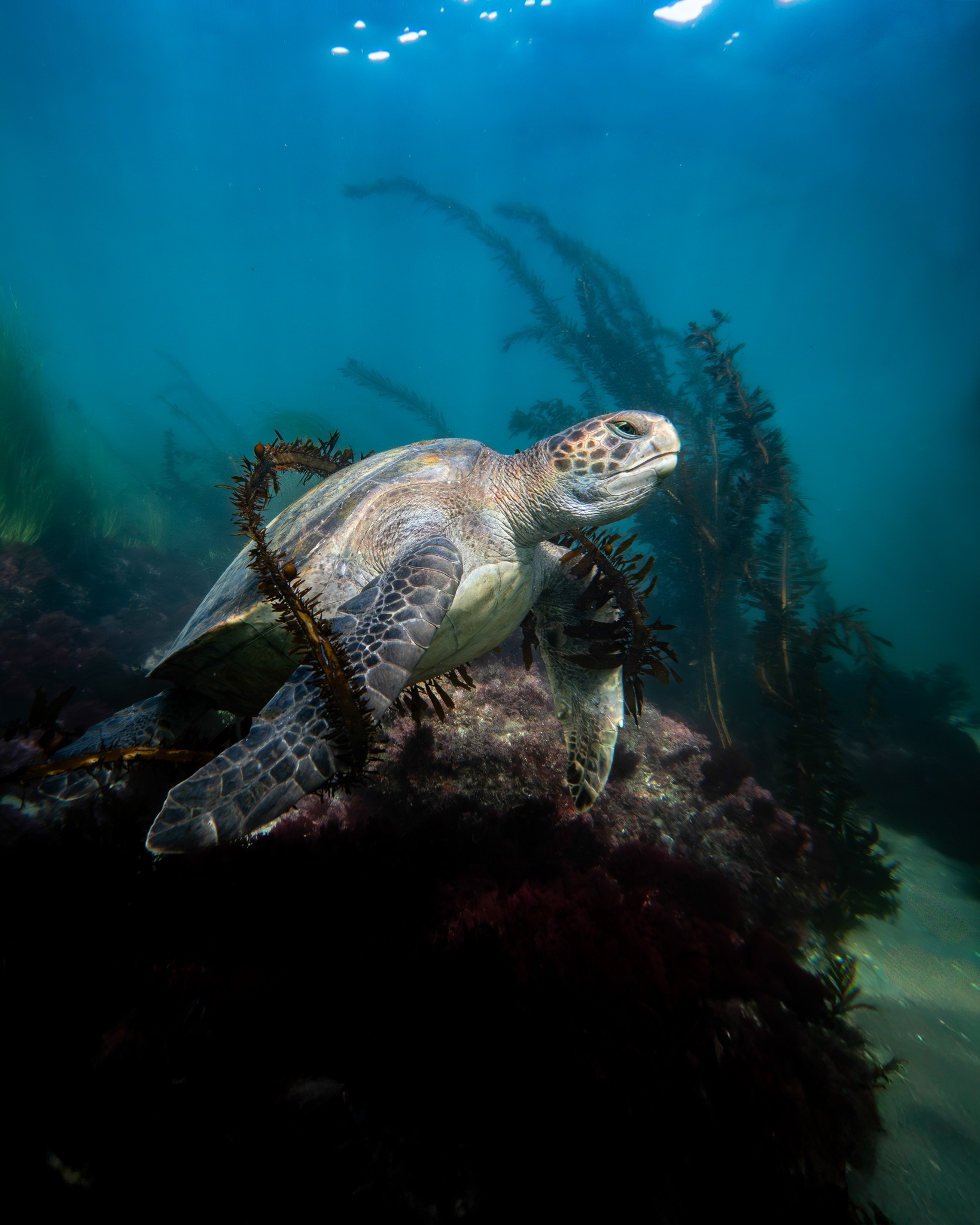 Sea turtle swimming underwater near rocks and aquatic plants, sunlight filtering from above.