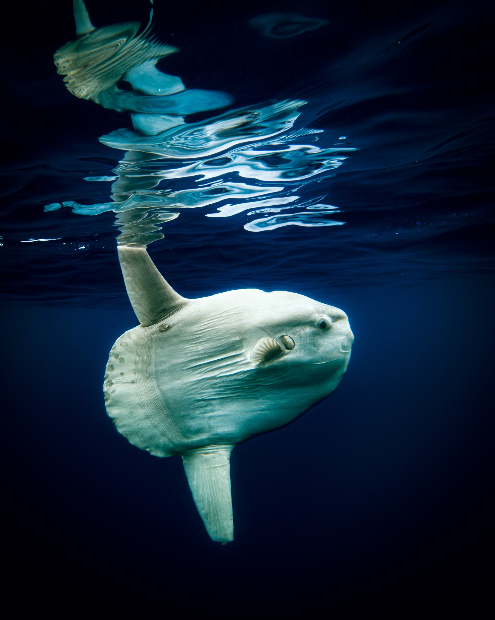 A deep-sea creature with a rounded body and a tail, floating in dark blue water with reflections on the surface.