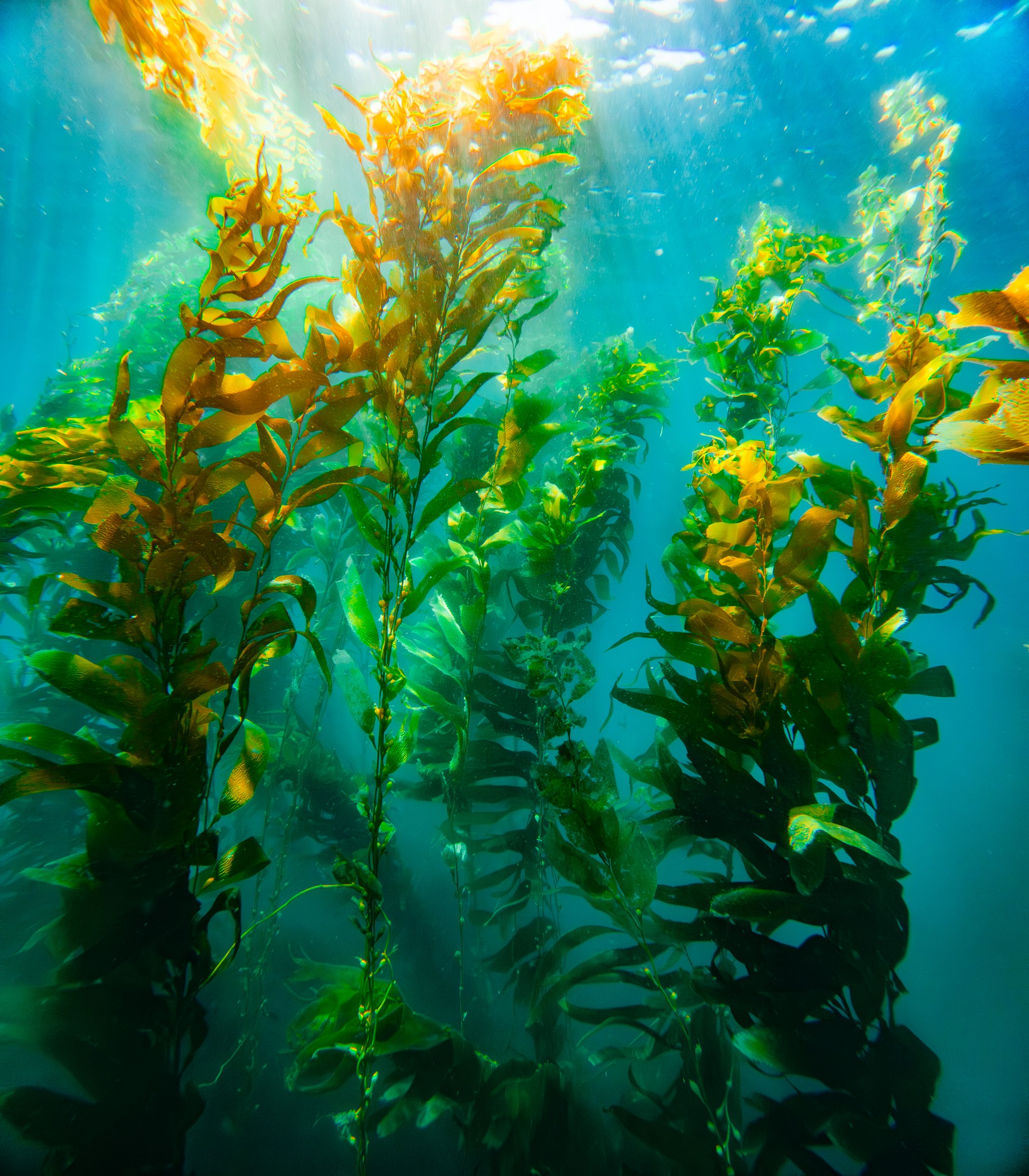 Underwater scene with tall green and yellow seaweed swaying in sunlight, blue water background, sunlight filtering through.