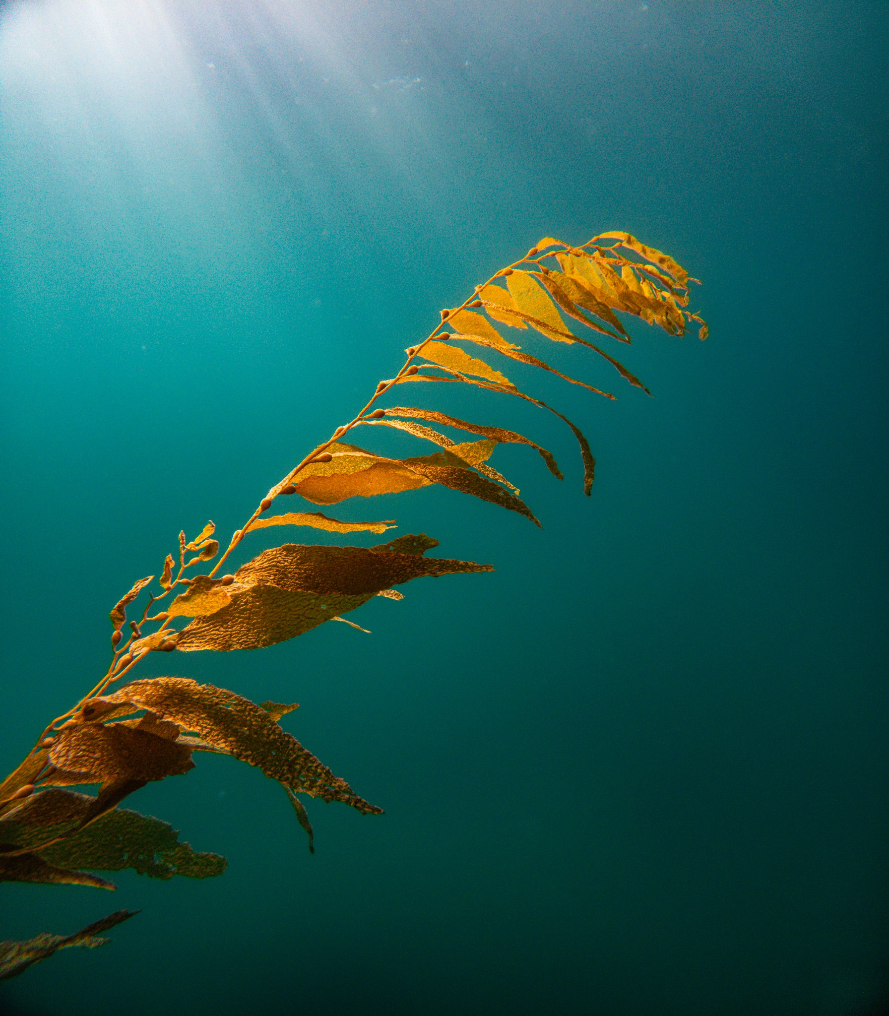 A dried seaweed or plant floating underwater with sunlight rays above, against a blue-green background.