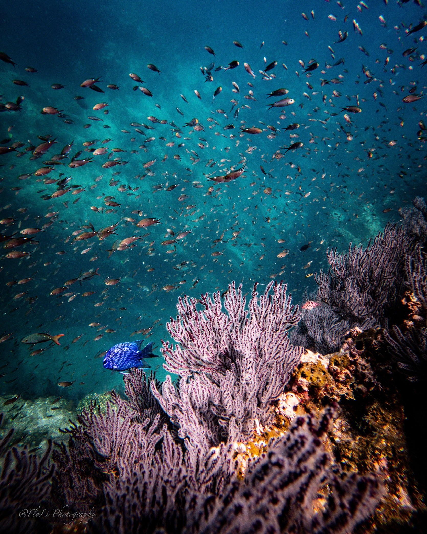Underwater scene with colorful coral and a blue fish among small fish swimming in the ocean.