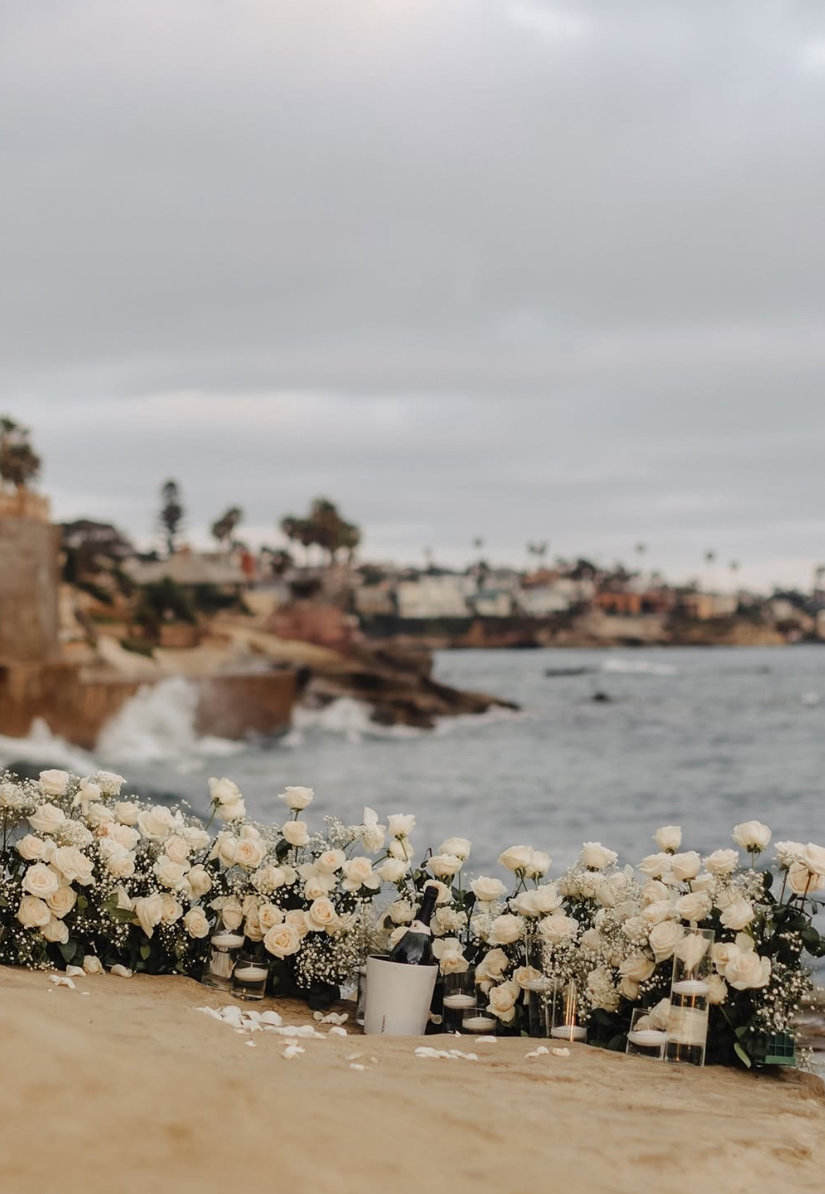 White flowers along a shoreline with buildings and cloudy sky in the background.